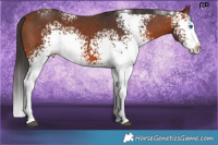 Horse Color:White Spotted Bay Splash 