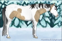 Horse Color:Brown Dun Sabino Splash Tobiano 