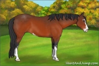 Horse Color:Brown Sabino