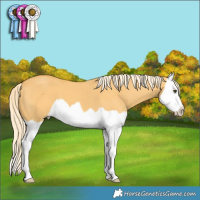 Horse Color:Palomino Dun Splash 