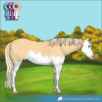 Horse Color:Palomino Dun Splash