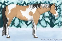Horse Color:Bay Dun Splash Tobiano