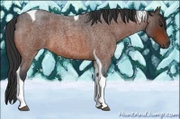 Horse Color:Bay Roan Tobiano