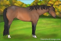 Horse Color:Buckskin Roan 