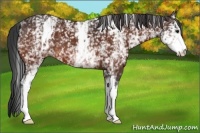 Horse Color:White Spotted Bay 