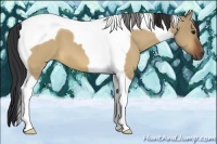Horse Color:Bay Dun Tobiano 