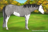 Horse Color:Grullo Roan Splash 