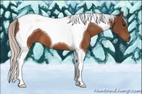Horse Color:Silver Bay Tobiano