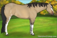 Horse Color:White Spotted Bay Dun