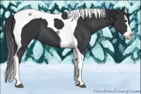 Horse Color:Black Splash Tobiano