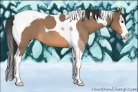 Horse Color:Buckskin Roan Splash Tobiano