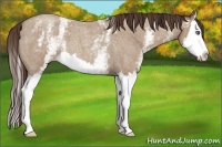 Horse Color:White Spotted Classic Champagne Roan Splash 