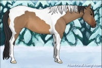Horse Color:Bay Dun Tobiano