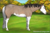 Horse Color:Bay Roan Dun Splash