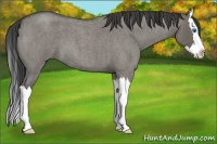 Horse Color:Smoky Grullo Roan Splash 
