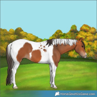 Horse Color:Bay Tobiano 