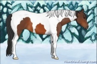 Horse Color:Bay Tobiano 