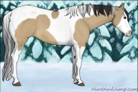 Horse Color:Bay Dun Splash Tobiano