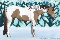 Horse Color:Classic Champagne Tobiano 