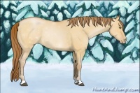 Horse Color:Bay Pearl Dun