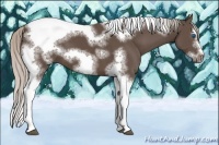 Horse Color:Silver Black Sabino Splash Tobiano Frame 