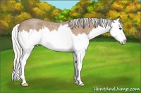 Horse Color:Silver Buckskin Roan Splash 