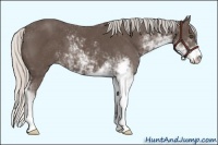 Horse Color:Silver Black Sabino 