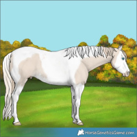 Horse Color:Smoky Creme Splash Tobiano 