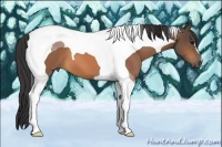 Horse Color:Buckskin Tobiano
