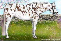Horse Color:White Spotted Bay Splash Frame Appaloosa