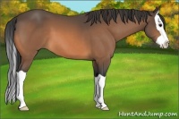 Horse Color:Buckskin Splash 