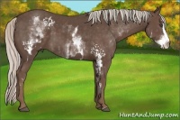 Horse Color:White Spotted Silver Black Splash Frame