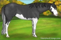 Horse Color:Blue Roan Splash Frame 