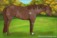 Horse Color:Chestnut Rabicano 