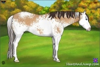 Horse Color:White Spotted Amber Champagne Sabino Splash 