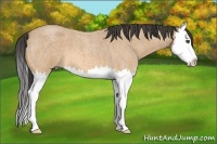 Horse Color:Buckskin Roan Splash 