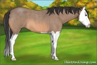 Horse Color:Buckskin Roan Splash
