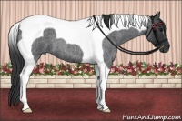 Horse Color:Blue Roan Tobiano