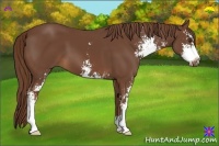 Horse Color:Chestnut Sabino