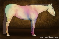 Horse Color:Classic Champagne Dun Splash 