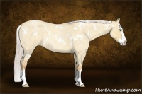 Horse Color:White Spotted Silver Classic Champagne Roan Dun Splash Rabicano