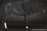Horse Color:Black Sabino