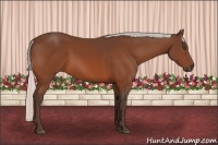 Horse Color:Silver Bay Frame 