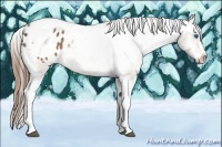 Horse Color:Buckskin Splash Tobiano Frame Appaloosa