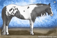 Horse Color:Black Splash Tobiano Appaloosa 