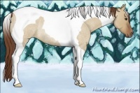 Horse Color:Red Dun Roan Tobiano Rabicano