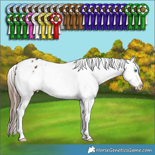 Horse Color:White Spotted Brown Splash Tobiano Appaloosa 