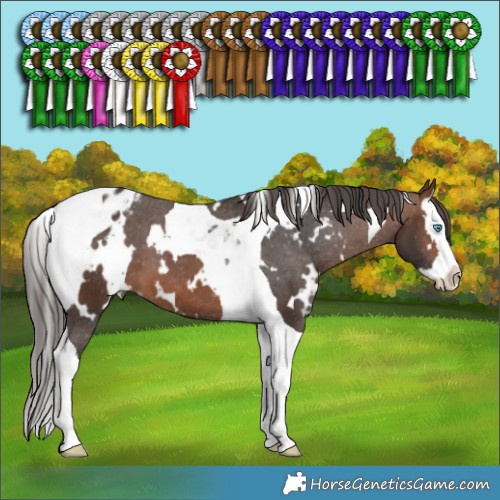 Horse Color:White Spotted Brown Splash Tobiano Appaloosa 