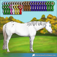 Horse Color:White Spotted Brown Splash Tobiano Appaloosa 