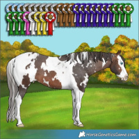 Horse Color:White Spotted Brown Splash Tobiano Appaloosa 